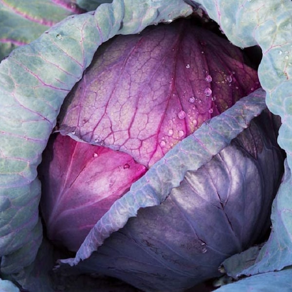 Cabbage, Red Acre Seeds, Non-GMO, " Cool Beans N Sprouts " This Hardy, Healthy and Delicious Crop is Easy to Grow and Ideal for Small and