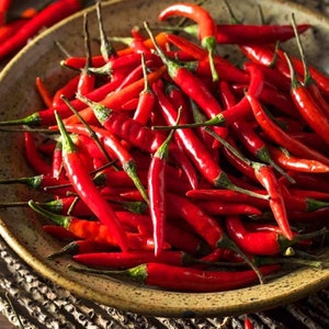 Pepper Seeds, Thai Pepper Seeds,&quot;COOL BEANS N sprouts&quot; Brand. Home Gardening.