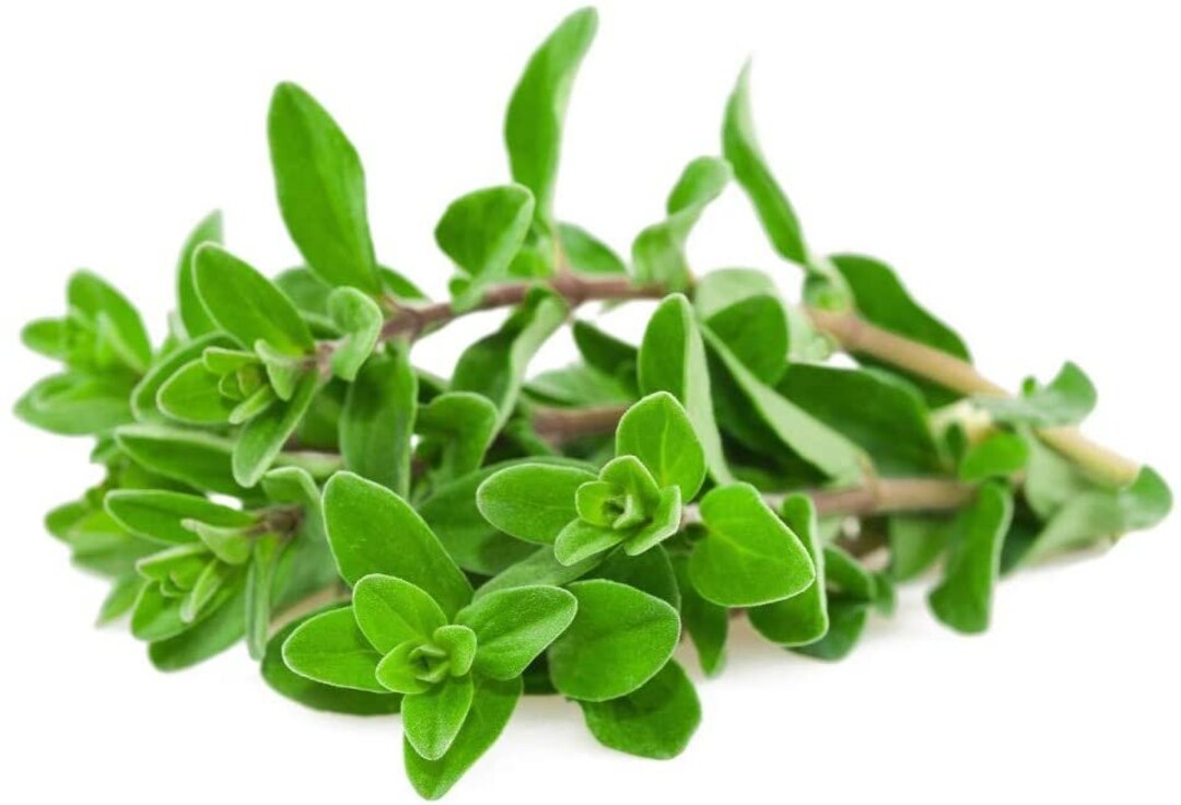 Marjoram Herb Seeds, Sweet Marjoram Seeds, cool BEANS N Sprouts Brand