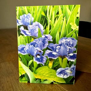 Tarjeta con flor Tarjeta de cumpleaños Tarjeta de iris morado Tarjeta de condolencia Tarjeta de iris morado en jardín Tarjeta de nota Tarjeta de agradecimiento Jardín colorido de verano