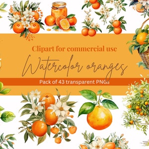 Watercolor Oranges Clipart Bundle - Citrus Fruit Graphics - Digital PNG Pack - Transparent Background - Instant Download - Commercial Use