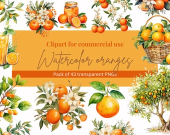 Watercolor Oranges Clipart Bundle - Citrus Fruit Graphics - Digital PNG Pack - Transparent Background - Instant Download - Commercial Use