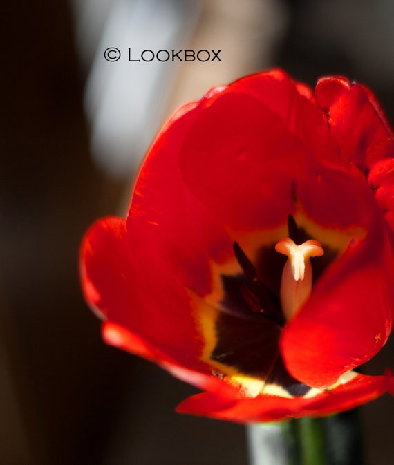 Backyard Beauty Flower Nature Tulip In Bloom Home Decor Etsy