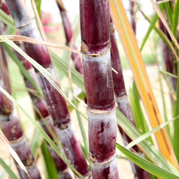 Red Sugarcane - Live Plant - Grown Organic - 1-6ft Options - Super Sweet and Juicy