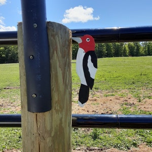 Red-headed Woodpecker
