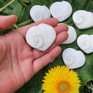 Op de afbeelding: Een verzameling witte, hartvormige, gepolijste schelpen met een spiraalvormig patroon. De schelpen zijn gerangschikt op een groen blad met een gele bloem.