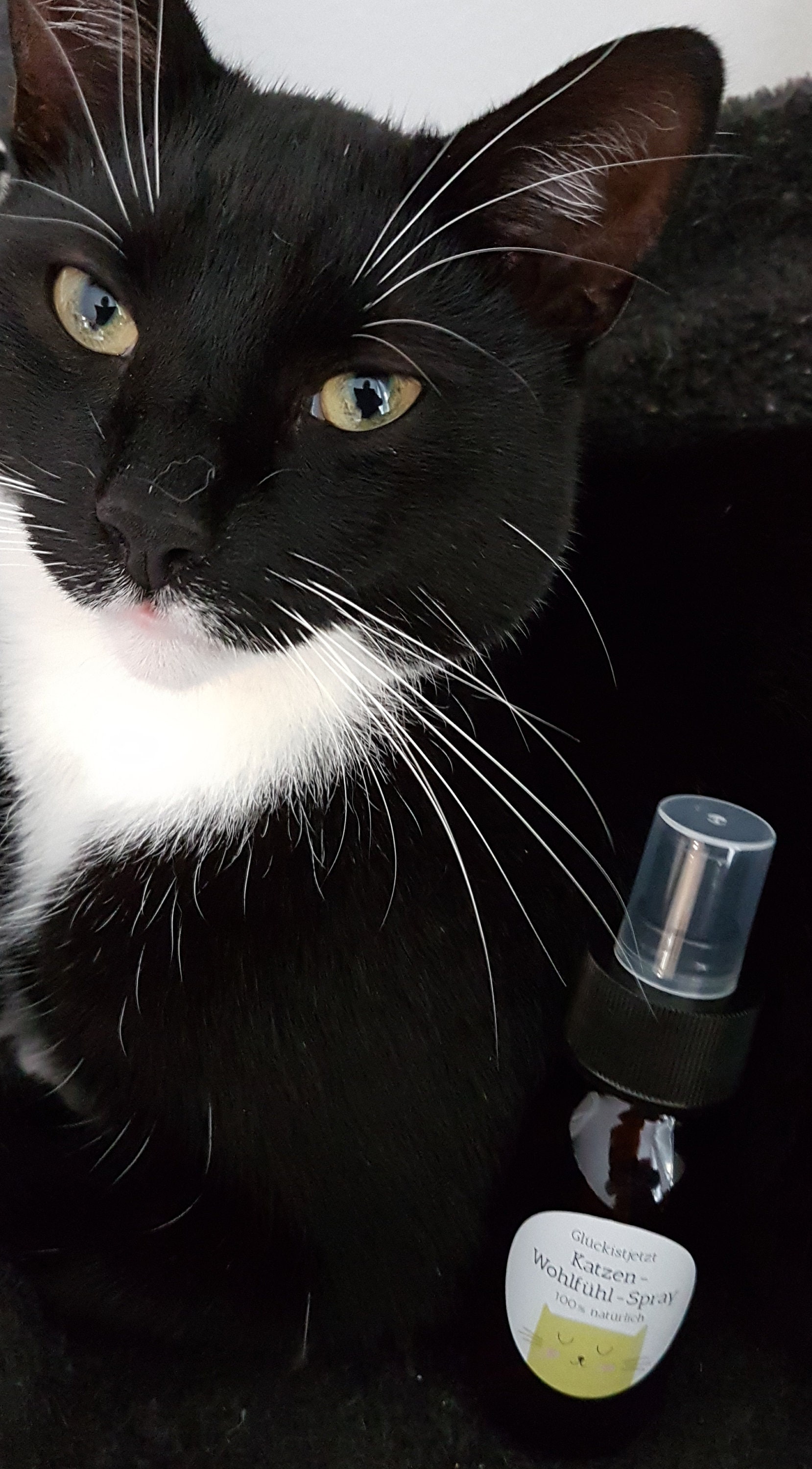 Cats Feel Good Spray Aroma Spray 100 Natural Essential Oils Etsy