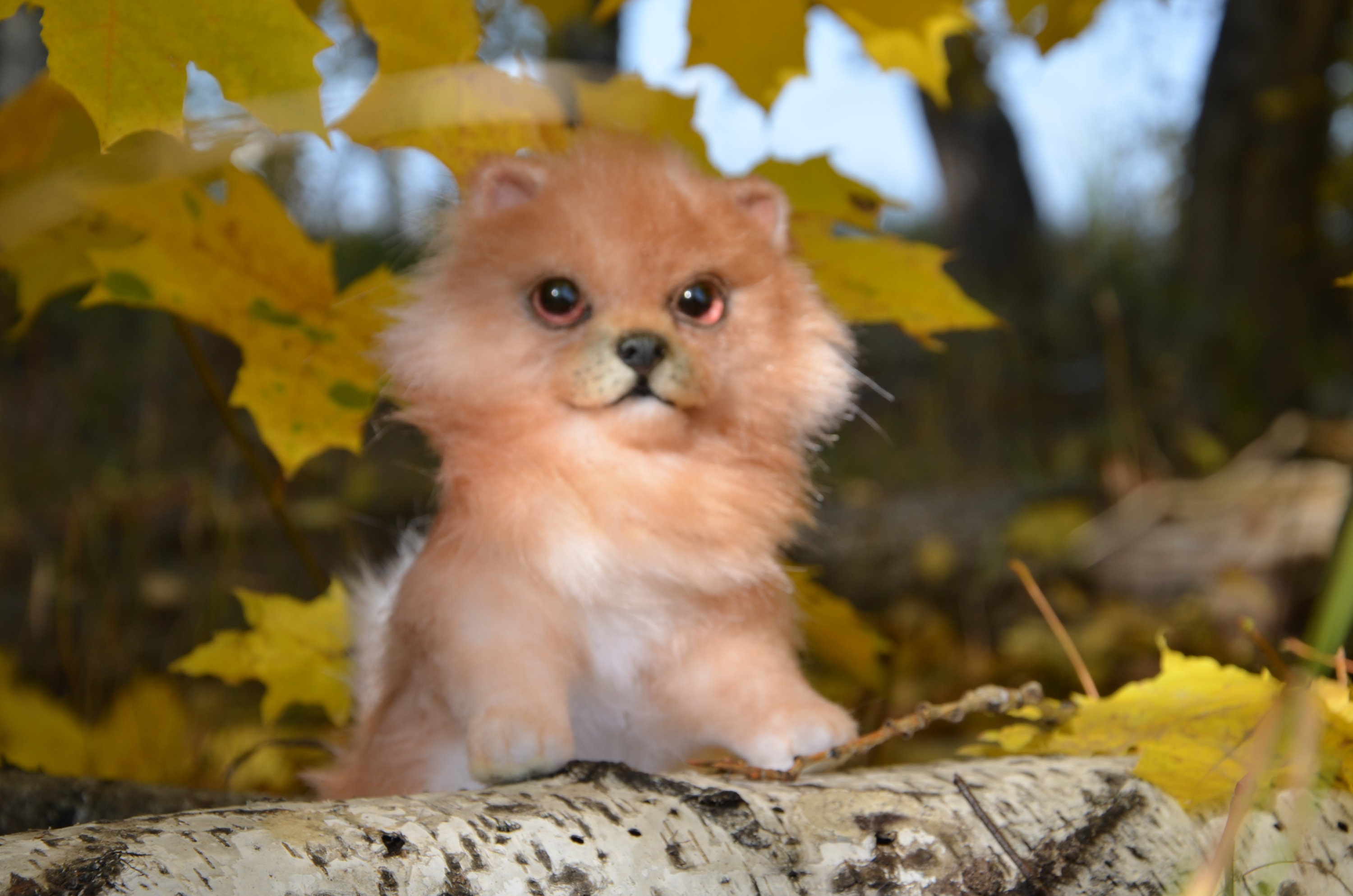 Wade region Booth Realistic Plush Toy Pomeranian Puppy kashtanka | Etsy