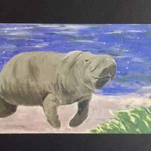 Seekuh Postkarte