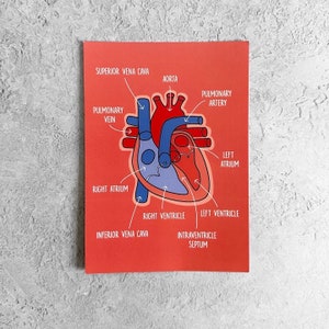 Impression/carte postale A6 Heart Anatomy - impression scientifique - carte postale scientifique