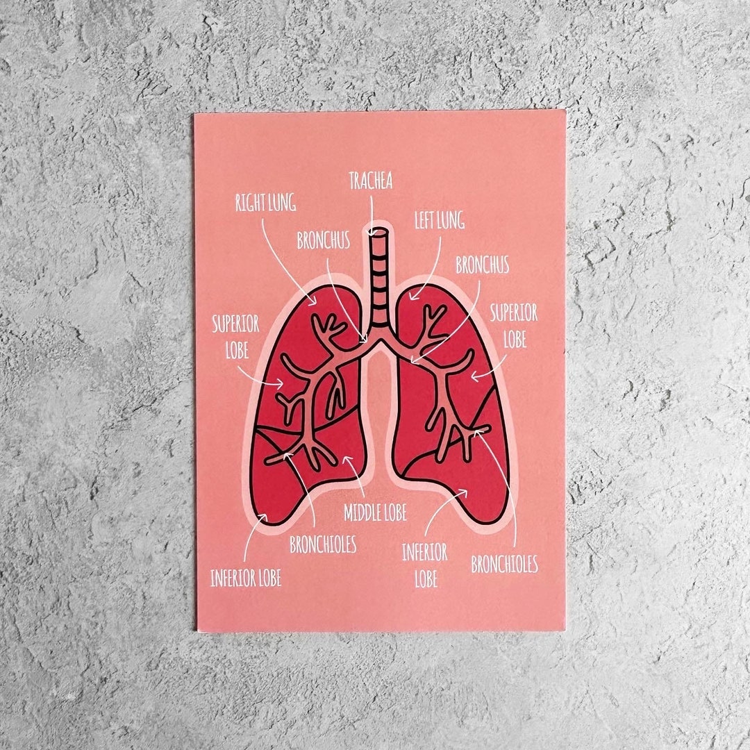 Lung Anatomy A6 Print/postcard - Science Print - Science Postcard - Etsy