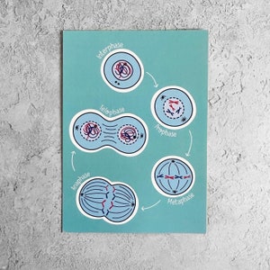 Puede incluir: Una ilustración azul y blanca de las etapas de la división celular, incluyendo la interfase, la profase, la metafase, la anafase y la telofase.