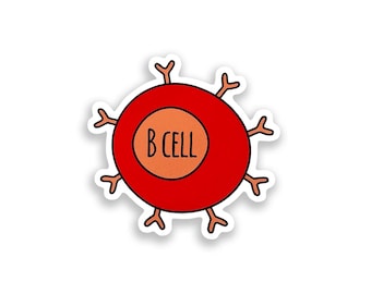 B Cell Vinyl Sticker, Immune Cell Decal, Science Gift
