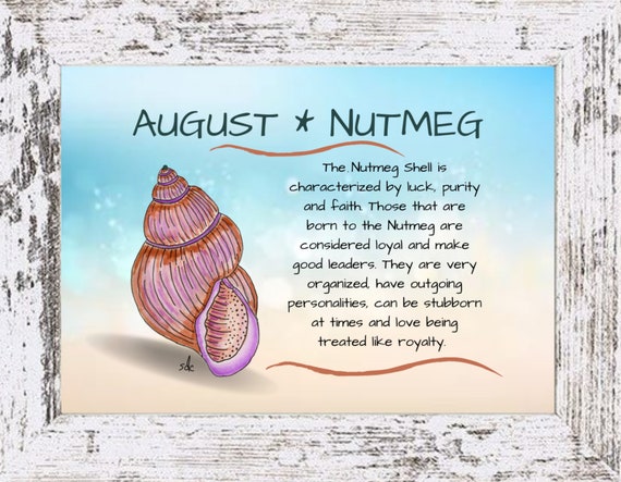 August Seashell Coastal Decor,Seashell Framed Art Print,Nautical Watercolor,Tropical Wall Art,Nutmeg Seashell,August Birthday