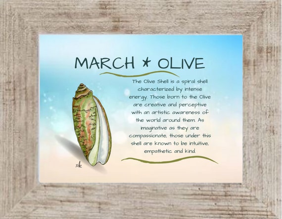 March Seashell Coastal Decor,Seashell Framed Art Print,Nautical Watercolor,Tropical Wall Art,Olive Shell,March Birthday Gift