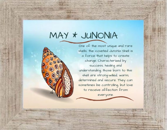 May Seashell Coastal Decor,Seashell Framed Art Print,Nautical Watercolor,Tropical Wall Art,Junonia Shell, May Birthday Gift
