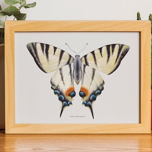 BUTTERFLY POSTER • WATERCOLOR • naturalist illustration • interior decoration • butterfly illustration • butterfly watercolor • entomology