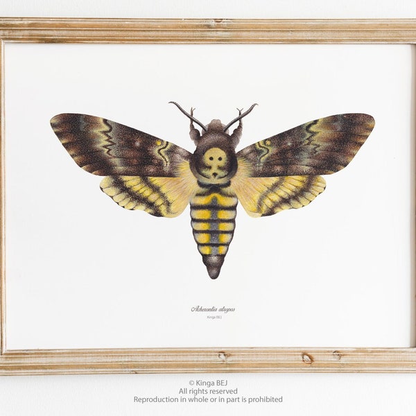 Affiche papillon, aquarelle vintage, Sphinx tête de mort, illustration aquarelle insecte, Acherontia atropos, art decoration intérieure
