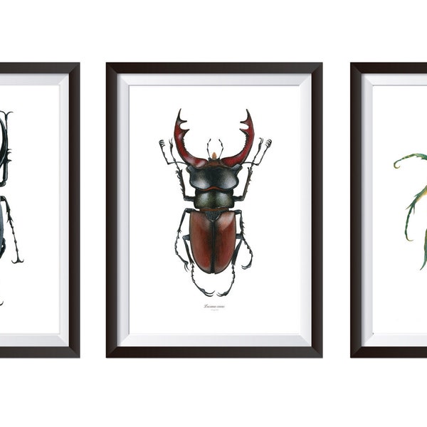 3 AFFICHES INSECTE scarabée • avec ou sans cadre • art print d'aquarelle insecte • illustrations scarabée, décoration murale, entomology art