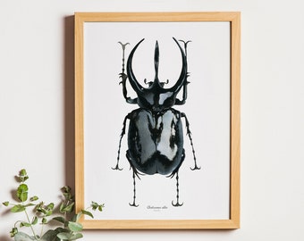 Beetle poster • beetle watercolor • naturalist animal illustration • Chalcosoma atlas • beetle poster • entomology • art print