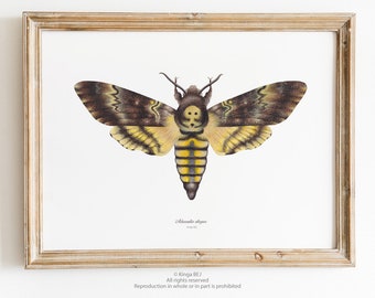 Butterfly poster, vintage watercolor, Death's head hawkmoth, insect watercolor illustration, Acherontia atropos, interior decoration art