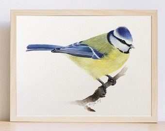 Illustration aquarelle originale mésange bleue - exemplaire unique - aquarelle originale d'oiseau sur papier aquarelle 300gr - avec cadre