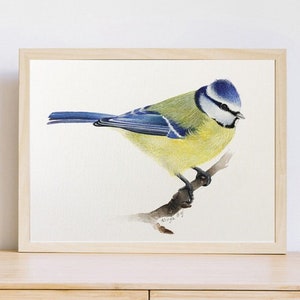 Originale Blaumeise-Aquarell-Illustration – Unikat – Original-Vogel-Aquarell auf 300 g Aquarellpapier – mit Rahmen