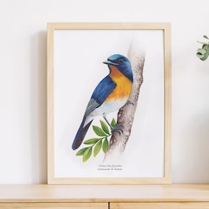 Poster - watercolor bird illustration print - Chinese blue flycatcher, bird poster + frame, bird art print, Ornithology art print