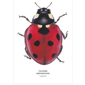 Poster ad acquerello coccinella, stampa d'arte coccinella, arte entomologica, portafortuna, illustrazione ad acquerello, decorazione murale