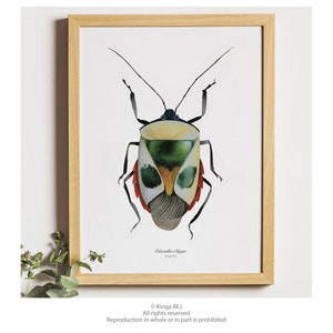 Insect watercolor poster • wall decoration • beetle illustration • Catacanthus nigripes • entomology art • print art • animals •
