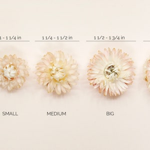 Dried Beige Strawflowers Hair Pins Preserved Flower Bridal Accessories image 8