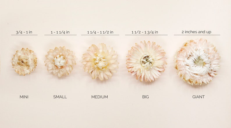 Dried Beige Strawflowers Hair Pins Preserved Flower Bridal Accessories image 8