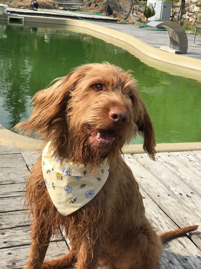 Personalized dog bandana Dog bandanas over the collar Custom Etsy