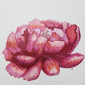 Pivoine - original - peonies