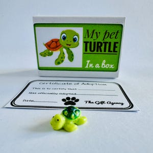 Meine Haustier-Schildkröte in einer Kasten-grüne kleine Schildkröte mit einem Adoptionzertifikat-Mini-Neuheitsgeschenk