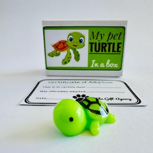 Ma tortue de compagnie dans une boîte Tortue verte avec certificat d'adoption Mini cadeau fantaisie