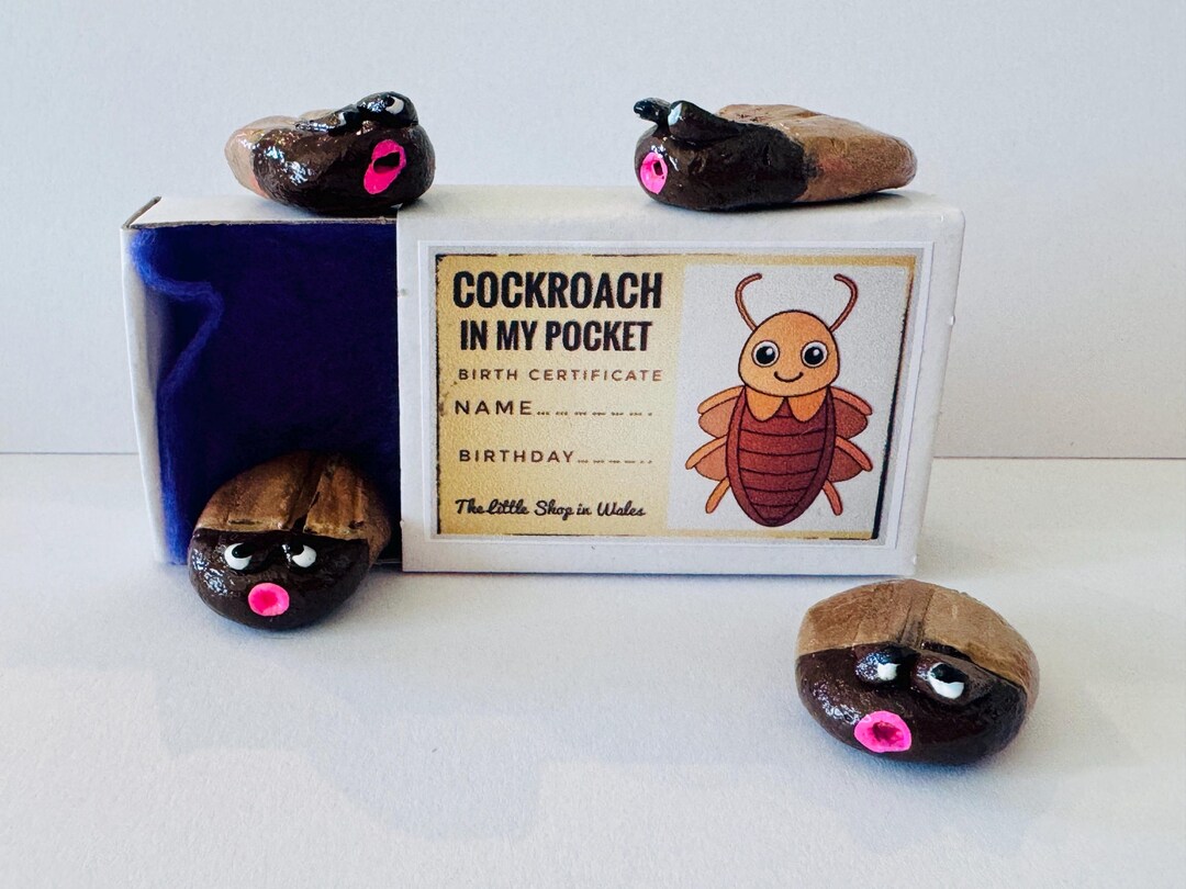 Cockroach Cley Model Handmade Clay Cockroach in Matchbox With Birth Certificate - Novelty ...
