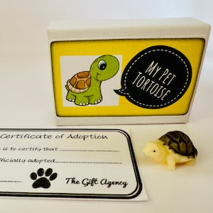 My Pet Tortoise in a Box Mini Brown Shell Tortoise With an Adoption Certificate Mini Novelty Gift - Choice of Styles