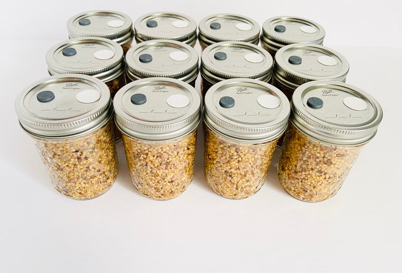 WBS Mushroom Grain Spawn Substrate 12 Half Pint Jars Etsy