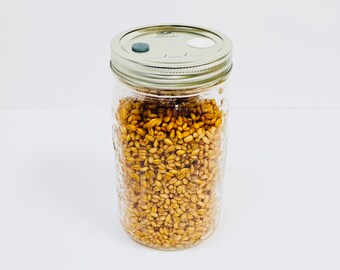 Organic Wheat Berries - Mushroom Grain Spawn Substrate - Quart Jar - Organic - Sterilized
