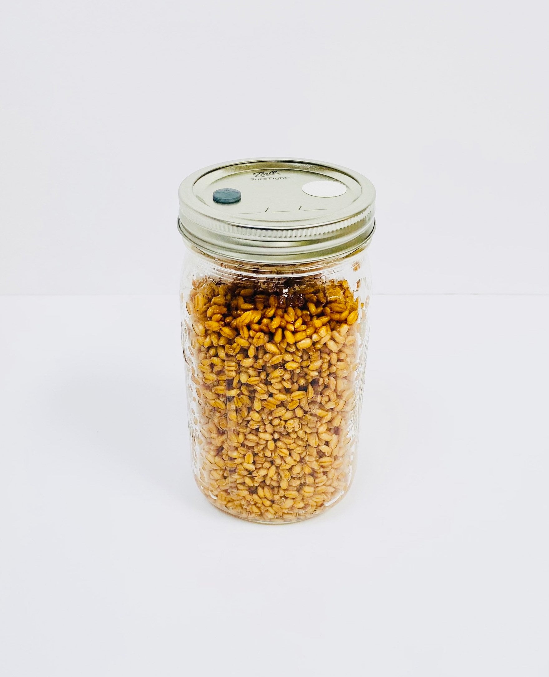 Wheat Berries Mushroom Grain Spawn Substrate Quart Jar Etsy