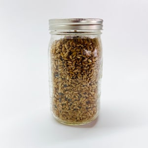 May include: A clear glass jar filled with brown grains, topped with a silver lid. The jar is centered against a white background. The grains appear to be wheat or a similar type of seed.