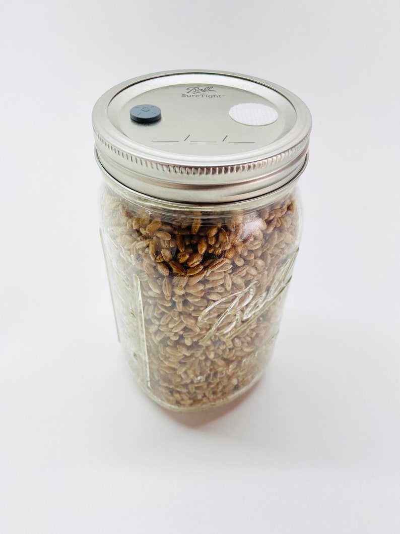 Rye Berries Mushroom Grain Spawn Substrate Quart Jar Etsy