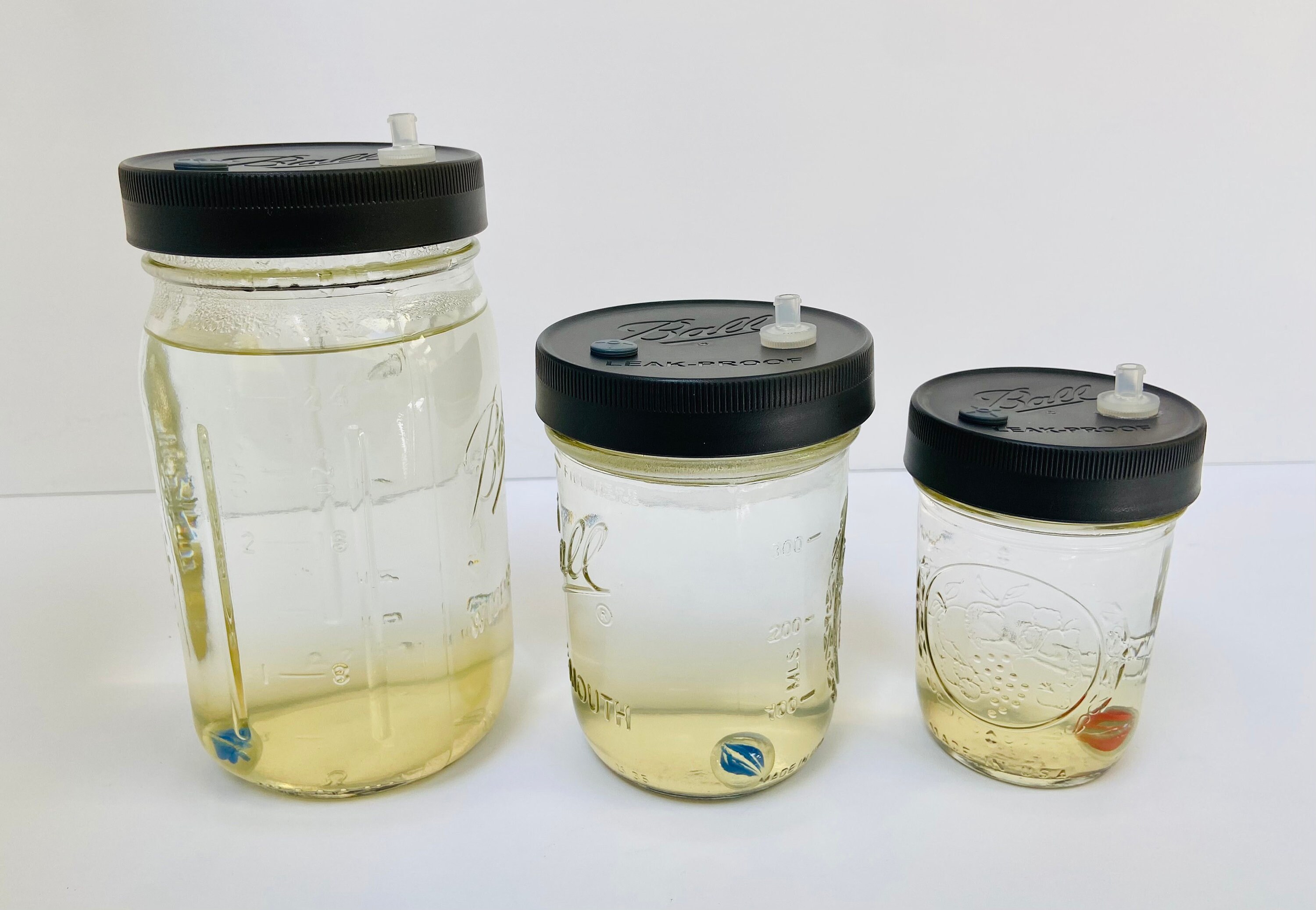 Liquid Culture for Mushrooms HalfPint Jar Sterilized Etsy