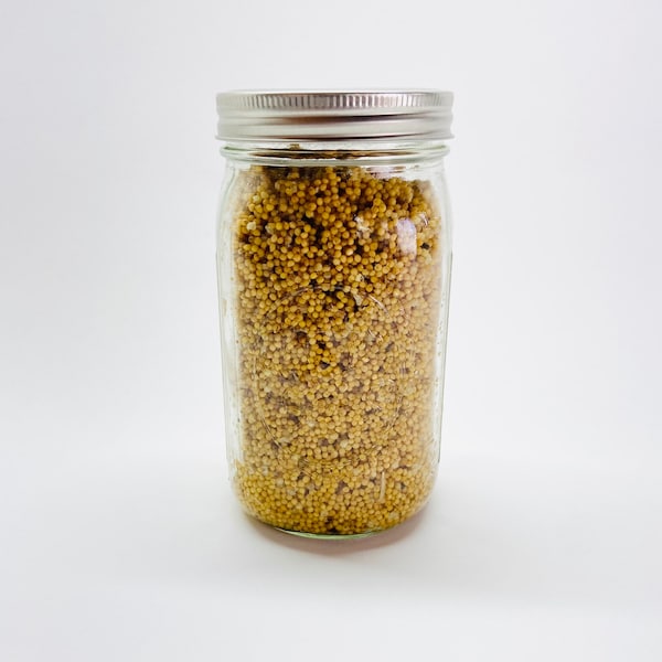 Mushroom Spawn Jars Quart Etsy