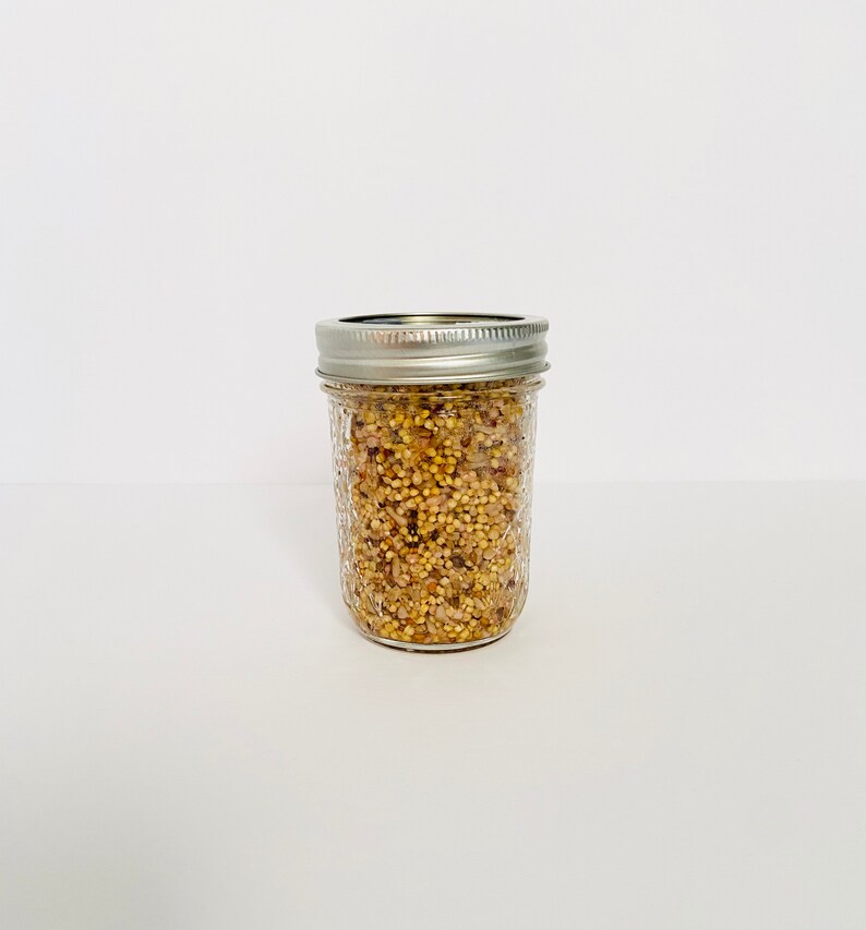 WBS Mushroom Grain Spawn Substrate 6 Halfpint Jars Etsy