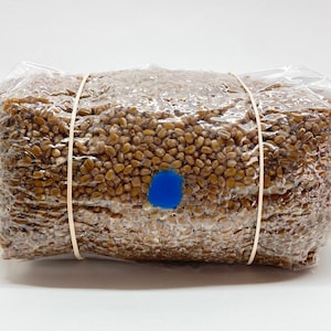 May include: A rectangular block of grain, sealed in clear plastic, secured with a rubber band. A blue dot is visible on the front. The grain is a light brown color, and the plastic is transparent. The background is white.