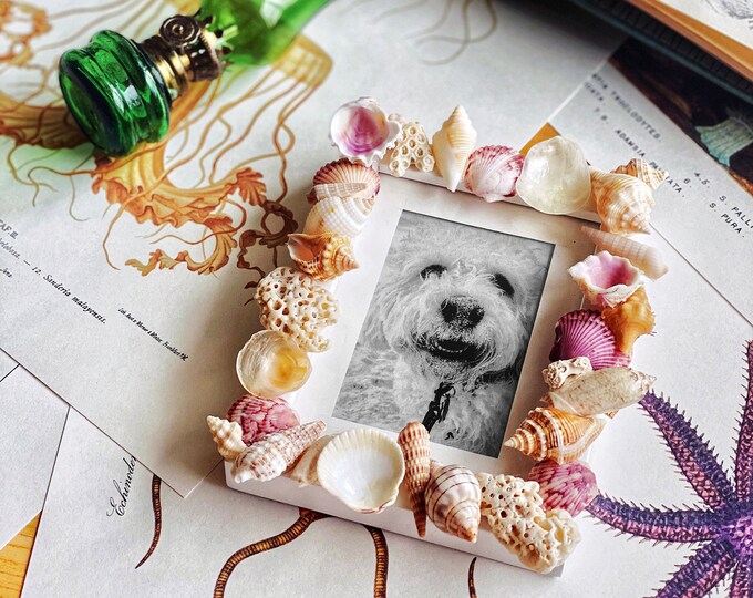 Sea Shell Mini Frame Mini Seashell Frame - Etsy