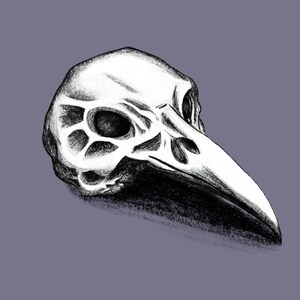 Raven Skull - Skull art