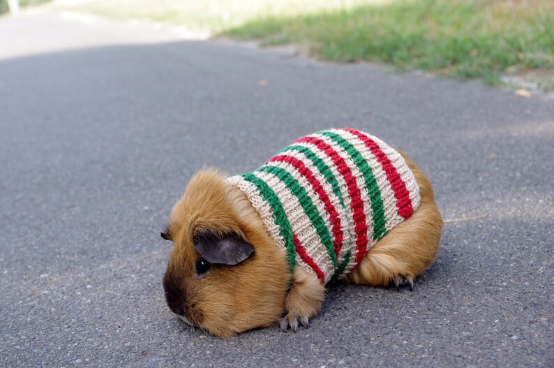 Guinea Pigs Costume for Pet Bunny Clothes for Small Pets Soft Etsy